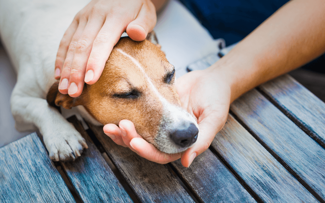 A person gently strokes a dog. The dog is relaxed. 