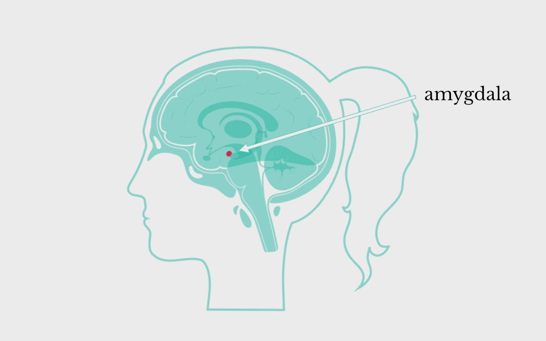 Position of the amygdala in the brain. 
