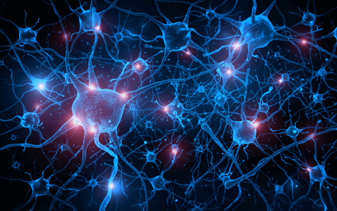 Neurons and their connections with each other.